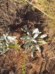 Brachylaena rotundata