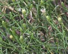 Gutierrezia solbrigii