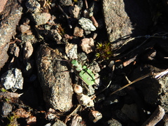 Cicindela
