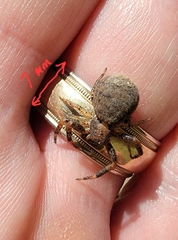 Bassaniana utahensis