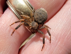 Bassaniana utahensis