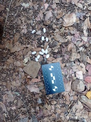 Chamaeleo chamaeleon