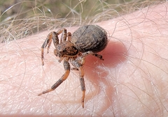 Bassaniana utahensis