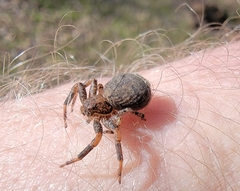 Bassaniana utahensis