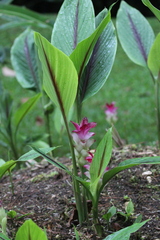 Curcuma