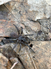 Antrodiaetus unicolor
