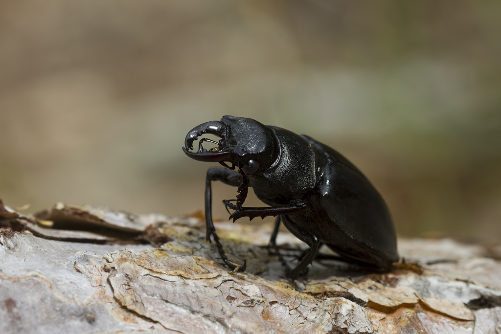 Lucanus ibericus
