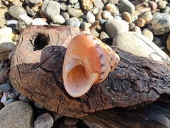 Calliostoma gloriosum