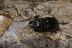 Lucanus