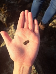 Thysanozoon brocchii