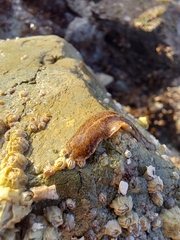 Thysanozoon brocchii