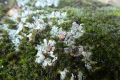 Squamarina cartilaginea