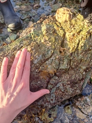 Halichondria panicea