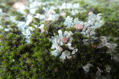 Squamarina cartilaginea