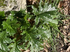 Acanthus mollis