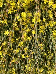 Jasminum nudiflorum