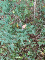 Berberis swaseyi