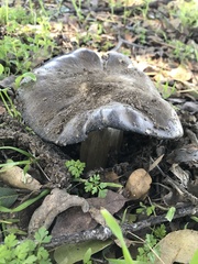 Entoloma medianox