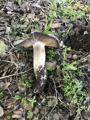 Entoloma medianox