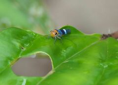 Amblyscarta unifasciata