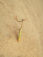 Empusa