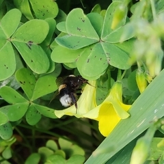 Bombus terrestris lusitanicus