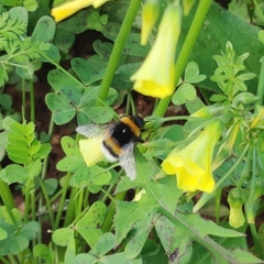 Bombus terrestris lusitanicus