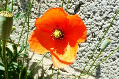 Papaver dubium