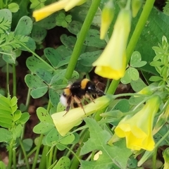 Bombus terrestris lusitanicus