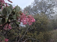 Arctostaphylos pringlei drupacea