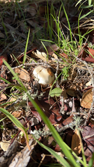 Amanita velosa