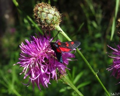 Zygaena lonicerae