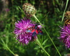 Zygaena lonicerae