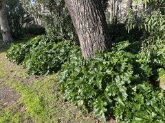 Acanthus mollis