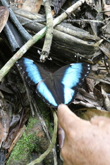 Morpho deidamia