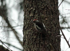 Dendrocoptes medius