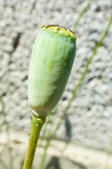 Papaver dubium