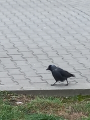 Corvus monedula soemmerringii