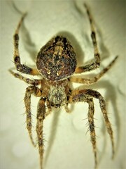 Neoscona subfusca