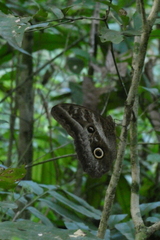 Caligo idomeneus