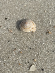 Architectonica nobilis