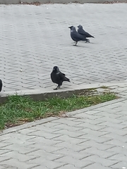 Corvus monedula soemmerringii