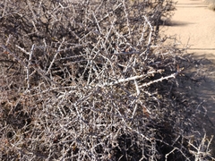 Prunus fasciculata