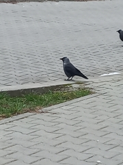 Corvus monedula soemmerringii