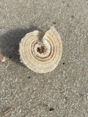 Architectonica nobilis