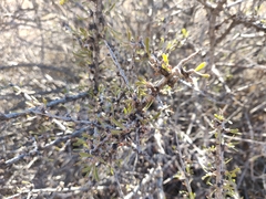 Prunus fasciculata