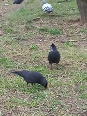 Corvus monedula spermologus