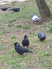 Corvus monedula spermologus