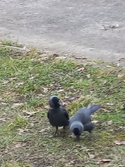 Corvus monedula soemmerringii