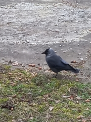 Corvus monedula soemmerringii